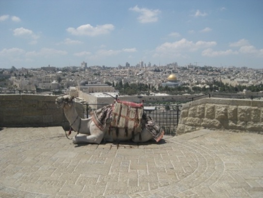 Camel Above the Old City. The golden Dome of the Rock.
